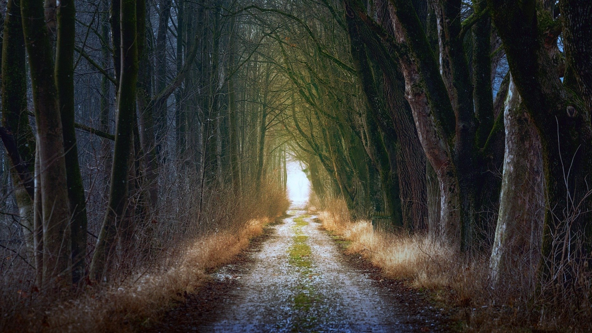 Straight road surrounded by trees leading to your research goal